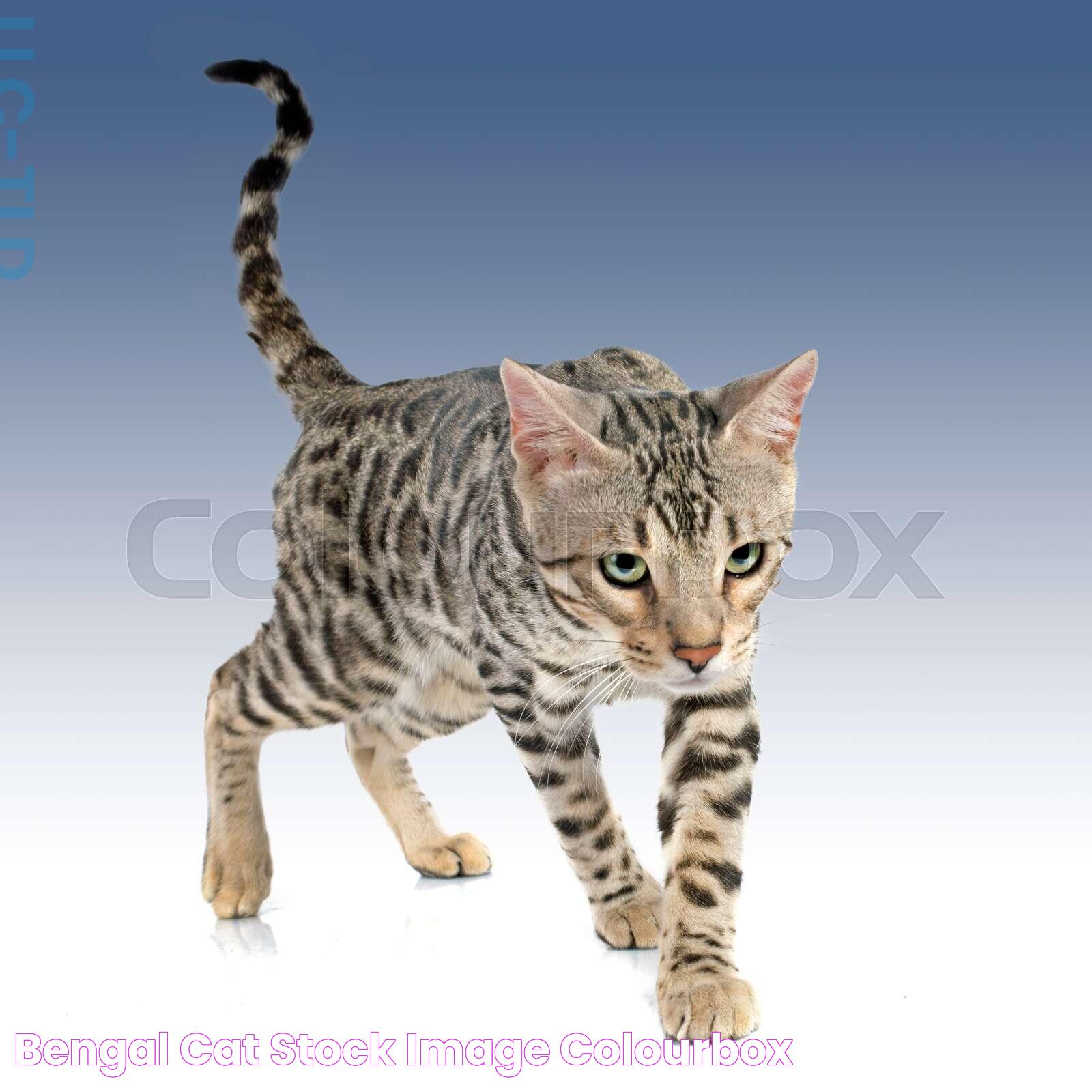 Bengal Cats For Adoption: Your Guide To Choosing The Perfect Feline Companion